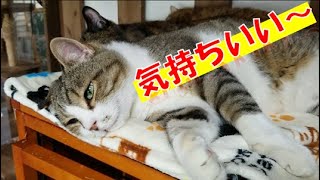 仲良し？！熱心に毛づくろいをしてあげる癒しの動画