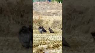 Vulture #gidh#vulture #birds #dangerous  #shorts