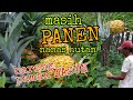 PANEN NANAS DI HUTAN, LANJUT TERUUSS PAMAAN DASUN..  #part2 #petiknanas #barengpamandasun