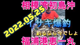 [初島沖イサキ爆釣中釣るなら今です]2022.05.25恵一丸福浦港