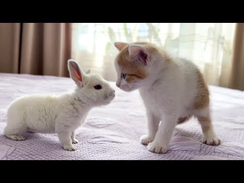 What is a rabbit kitten?