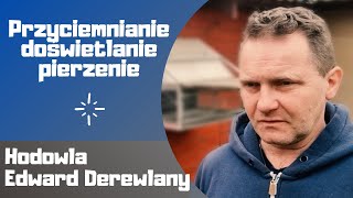 Przyciemnianie, doświetlanie, pierzenie |Hodowla Edward Derewlany|