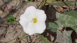 Бур'яни: березка польова (Convolvulus arvensis) - поширений бур'ян з витким стеблом, отруйна рослина