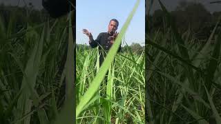 এলিফ্যান্ট গ্রাস বা নেপিয়ার ঘাস #plants #garden #natural #farming