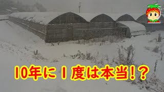 10年に一度の大寒波は本当!？【イチゴハウス】