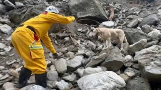 Taiwan rescue dogs win hearts in search for quake victims | AFP