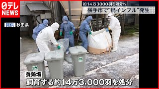 【全国初】鳥インフルエンザ  横手市の養鶏場で検出