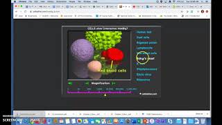 Cells Alive WebQuest Instructions