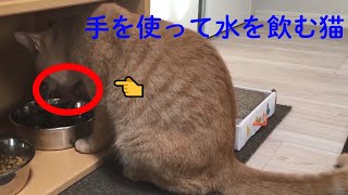 猫が手(前足)を使って水を飲む姿