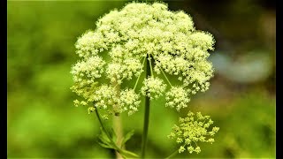 Hemlock Flower || হেমলক ফুল || যে বিষে প্রাণ হারিয়েছে হাজারো নিরিহ মানুষ || Flowers Name for kids