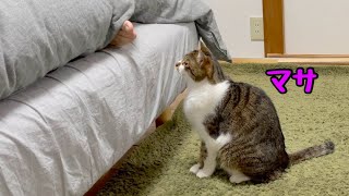 起きない飼い主の起こし方。【激しいバージョン】布団から足を出すと危険ですｗ