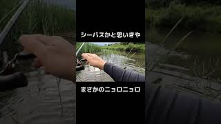 シーバスかと思いきやまさかの〇〇