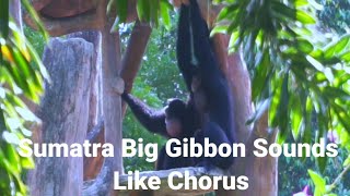 Sumatra Big Gibbon (Siamang) Sounds Like a Chorus ( Original Video )