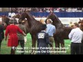 quick class junior exhibitor 5 gaited 14 17 championship at wchs