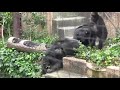 chimpanzee abuse warning graphic u0026 satisfying