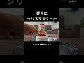 【知ってますか？】犬が食べられる生クリームの作り方。クリスマスケーキ。 dog ケーキ