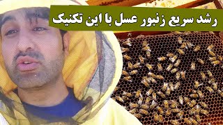 رشد سریع زنبور عسل  با روش صحیح جاگذاری پوکه و موم Rapid growth of bees with the correct method