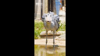 Shoebill (Whale-headed Stork) eats food in Ueno Zoological Gardens (Tokyo, Japan) #shorts