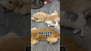 【陈秃秃的一家】千万不要和酒品不好的猫呆在一块…