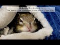 ねむねむのシマリス・チロ　sleepy chipmunk chiro