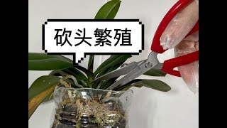 【20294】蝴蝶兰砍头繁殖演示，犹豫了好久，终于拿起了剪刀✂️，腰斩，一棵变几棵呢？// 静姐说花475