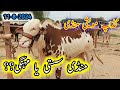 Gadap Maveshi Mandi Karachi Latest Update 11 August ,2024 || Cow Mandi 2025 Season