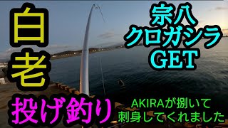 【北海道】白老の新港でAKIRAチャンネルの編集長が投げ釣り!見事に宗八、クロガシラGET！AKIRAが捌いて刺身して持ってくれました！苫小牧、室蘭