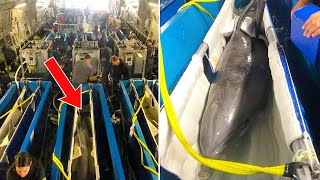 Shocking Images Show A Circus Dolphin Being Transported In A Dry Box With Only A Damp Towel