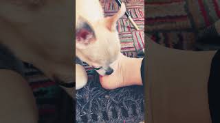 【ペロペロ犬】片足だけだと落ち着かないチワワのツナ　#chihuahua  #lick  #dog