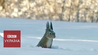 Білка пірнає у сніг за горіхами і жолудями