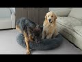 when golden retriever finds german shepherd taking over his bed funny dog reactions