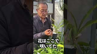 【洋蘭】この膨らみなんですか？[orchid]Is it this bulge?@seedpot368  #sheath