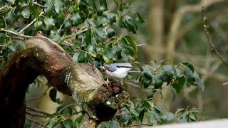 西湖野鳥の森公園のゴジュウカラ 　その３（4K動画）