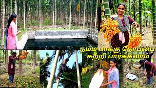 நம்ம பாக்கு தோப்பை சுற்றி பாக்கலாம்|பாக்கு மரம் நடவு முதல் அறுவடை வரை|areca palm|betel nut palm