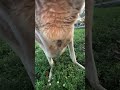 Inside a Kangaroo Pouch