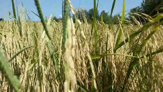 Rice field in Gilan province in Iran