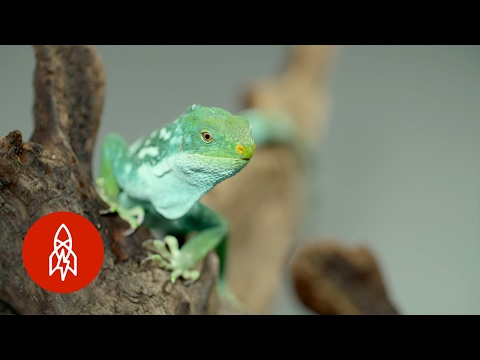 Are Fiji iguanas endangered?