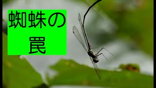 蜘蛛の罠に捕らえられてしまったトンボ spider trap