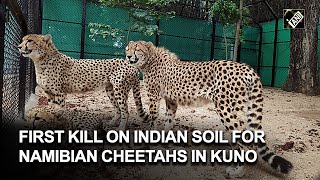 First kill on Indian soil for Namibian Cheetahs in Kuno National Park