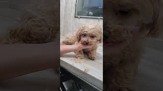 How to trim your dogs face with scissors, Havanese/Poodle, dog grooming from home, no restraints