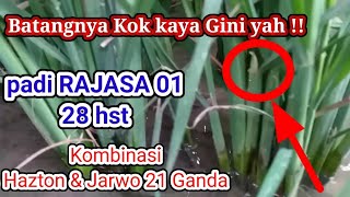 Perkembangan Padi Rajasa 01 Usia 28 hst dengan sistem tanam jajar legowo 21 ganda dan Metode Hazton