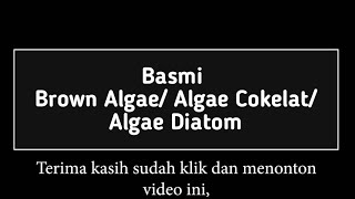 Cara Membasmi Brown Algae (Algae Cokelat)/ Algae Diatom Pada Aquascape Tanpa CO2| Vlog#64