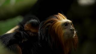 Welkom in ZOO Planckendael