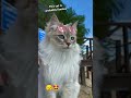 This cat is probably famous #cat #cool #cute #beautiful #viralvideo