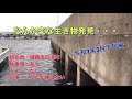 海中を撮影していると変な生き物発見！これってなんですか？　姫路市妻鹿漁港　　令和３年3月下旬