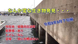 海中を撮影していると変な生き物発見！これってなんですか？　姫路市妻鹿漁港　　令和３年3月下旬