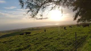 views from Kohala Mountain road