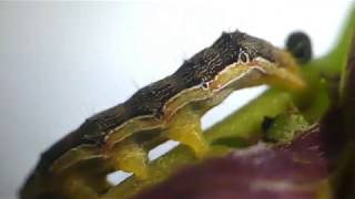 Cabbage Moth Caterpillar Poops Regularly ヨトウガ（蛾）幼虫の排便