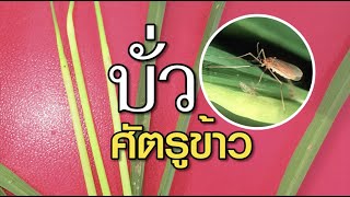 มุมหมอพืช EP.57 : บั่ว ศัตรูข้าว ติดต่อเพิ่มเติม Line ID : 