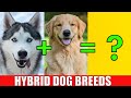DOG HYBRID CROSSBREEDS | Learn Mixed Designer Dog Breeds